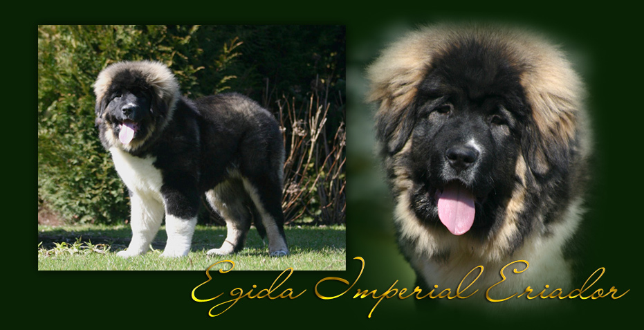 Hodowla owczark�w kaukaskich, kaukazy z Imperial Eriador FCI