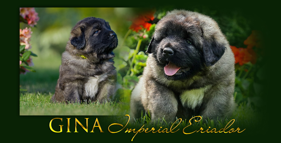 Hodowla owczark�w kaukaskich, kaukazy z Imperial Eriador FCI