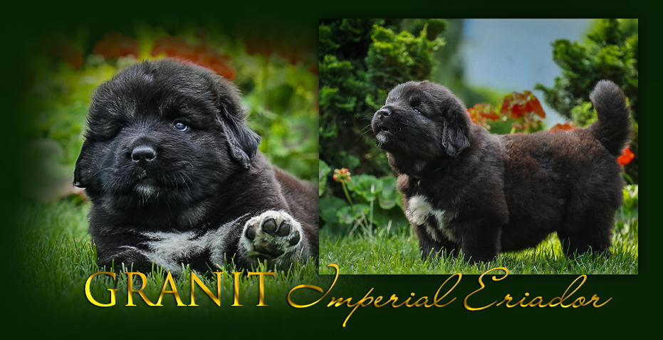 Hodowla owczark�w kaukaskich, kaukazy z Imperial Eriador FCI