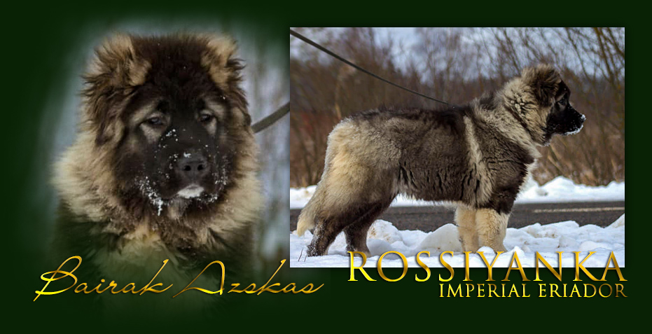 Hodowla owczark�w kaukaskich, kaukazy z Imperial Eriador FCI