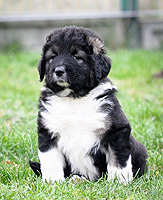 Hodowla owczark�w kaukaskich, kaukazy z Imperial Eriador FCI