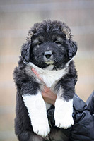 Hodowla owczark�w kaukaskich, kaukazy z Imperial Eriador FCI