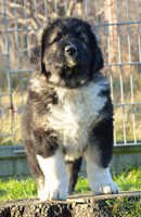 Hodowla owczark�w kaukaskich, kaukazy z Imperial Eriador FCI