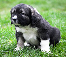 Hodowla owczark�w kaukaskich, kaukazy z Imperial Eriador FCI