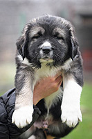 Hodowla owczark�w kaukaskich, kaukazy z Imperial Eriador FCI