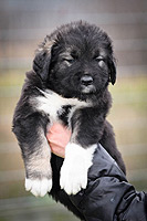 Hodowla owczark�w kaukaskich, kaukazy z Imperial Eriador FCI