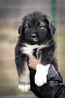 Hodowla owczark�w kaukaskich, kaukazy z Imperial Eriador FCI