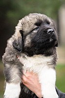 Hodowla owczark�w kaukaskich, kaukazy z Imperial Eriador FCI