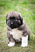 Hodowla owczark�w kaukaskich, kaukazy z Imperial Eriador FCI