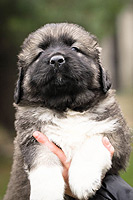 Hodowla owczark�w kaukaskich, kaukazy z Imperial Eriador FCI