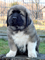 Hodowla owczark�w kaukaskich, kaukazy z Imperial Eriador FCI