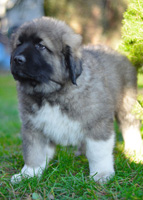 Hodowla owczark�w kaukaskich, kaukazy z Imperial Eriador FCI