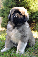 Hodowla owczark�w kaukaskich, kaukazy z Imperial Eriador FCI