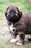 Hodowla owczark�w kaukaskich, kaukazy z Imperial Eriador FCI