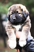 Hodowla owczark�w kaukaskich, kaukazy z Imperial Eriador FCI