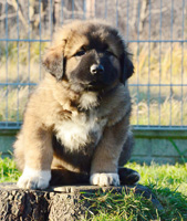 Hodowla owczark�w kaukaskich, kaukazy z Imperial Eriador FCI