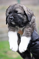 Hodowla owczark�w kaukaskich, kaukazy z Imperial Eriador FCI