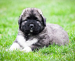 Hodowla owczark�w kaukaskich, kaukazy z Imperial Eriador FCI