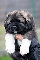 Hodowla owczark�w kaukaskich, kaukazy z Imperial Eriador FCI