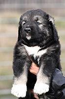 Hodowla owczark�w kaukaskich, kaukazy z Imperial Eriador FCI