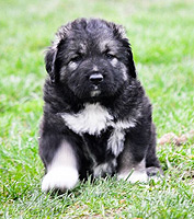 Hodowla owczark�w kaukaskich, kaukazy z Imperial Eriador FCI