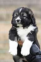 Hodowla owczark�w kaukaskich, kaukazy z Imperial Eriador FCI