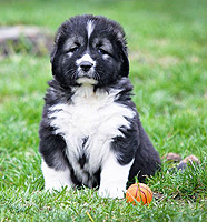 Hodowla owczark�w kaukaskich, kaukazy z Imperial Eriador FCI