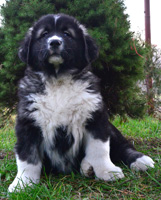 Hodowla owczark�w kaukaskich, kaukazy z Imperial Eriador FCI