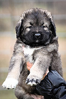 Hodowla owczark�w kaukaskich, kaukazy z Imperial Eriador FCI