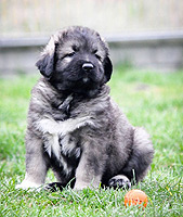 Hodowla owczark�w kaukaskich, kaukazy z Imperial Eriador FCI