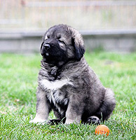 Hodowla owczark�w kaukaskich, kaukazy z Imperial Eriador FCI