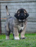 Hodowla owczark�w kaukaskich, kaukazy z Imperial Eriador FCI