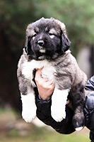 Hodowla owczark�w kaukaskich, kaukazy z Imperial Eriador FCI