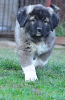 Hodowla owczark�w kaukaskich, kaukazy z Imperial Eriador FCI